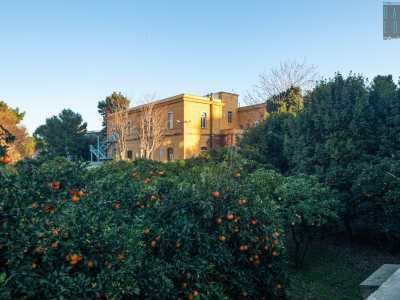 ...che si erge tra le decine e decine di alberi di mandarini e arance del suo giardino, creando un coloratissimo colpo d�occhio